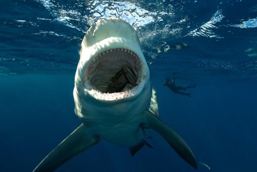 white shark