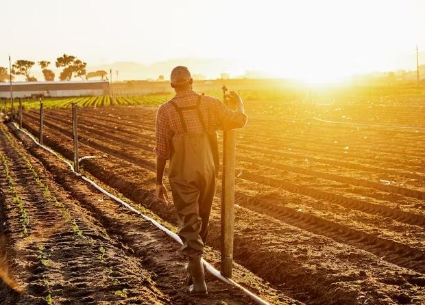 The cost of irrigation adds to the farmers’ burden