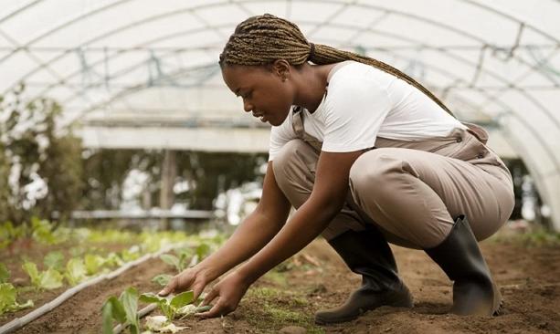 The cost of irrigation adds to the farmers’ burden