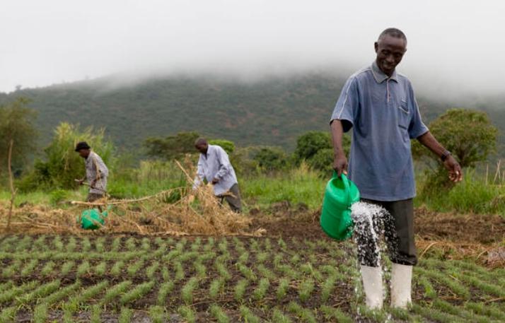 The cost of irrigation adds to the farmers’ burden